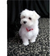 Logan is a handsome little boy Maltese puppy